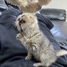 必死な子！豹みたい笑