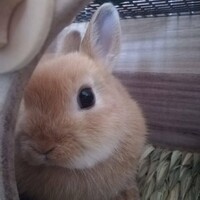 むぎ