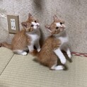生後2ヶ月ちょい♡茶白猫オス