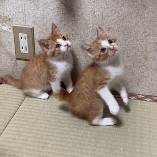 生後2ヶ月ちょい♡茶白猫オス