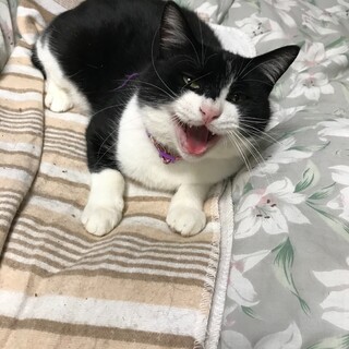 美男子　保護猫