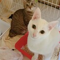 生後8ヶ月！白猫のほわちゃん♬