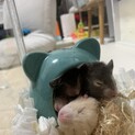 レアカラーゴールデンハムスター赤ちゃん