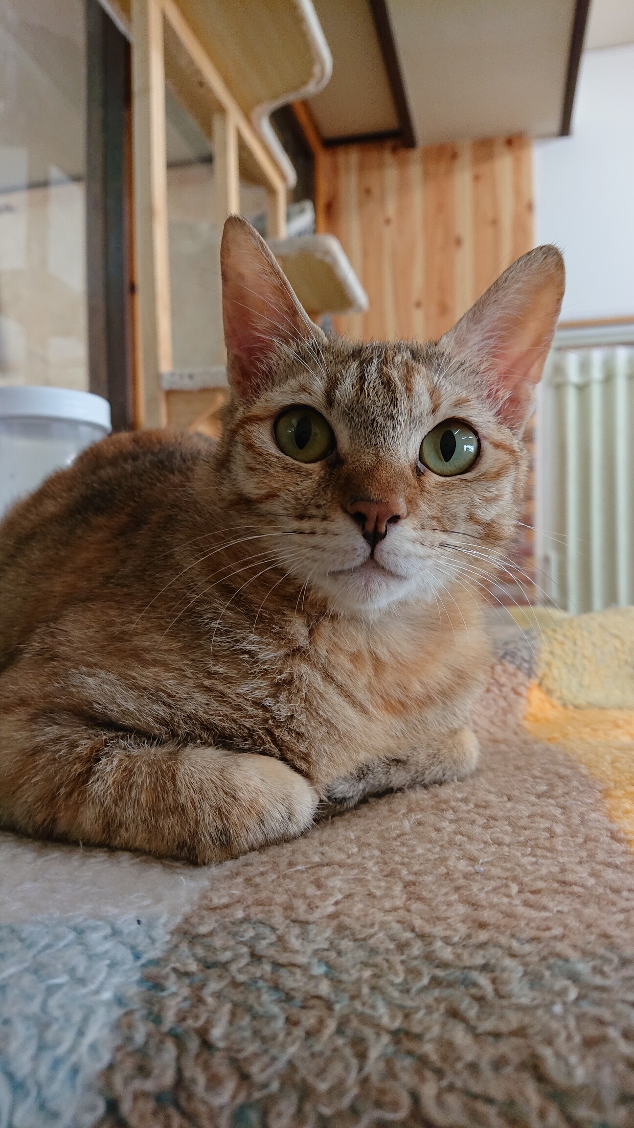 奇跡的な復活 幸運を呼ぶ 和歌山県 猫の里親募集 ペットのおうち 月間利用者150万人