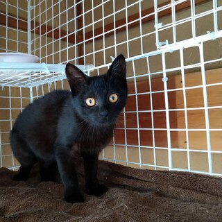 ありがとうございました★黒猫ウンガロちゃん