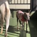 ブリーダー縮小にて放棄されたお母さん犬