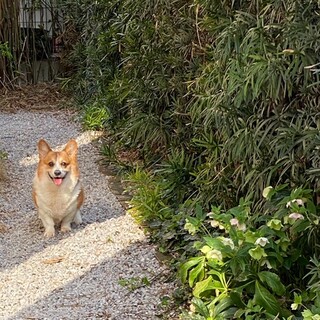 元気一杯のパワフルボーイです。