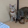 甘えん坊なテンちゃん サムネイル3