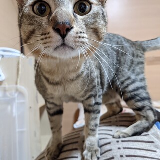 肩乗り猫カツオくん