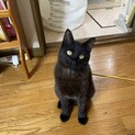 可愛い7ヶ月の仔猫の里親様募集中です！