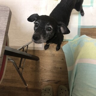多頭飼育崩壊からの保護