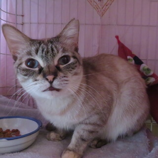 甘えん坊シャムMIXまりちゃん、医療しつけ済