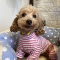 甘えん坊だけど芯の強い女の子、ホイップちゃん♪