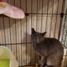 【トライアル中】ロシアンブルー風エレ君♡ サムネイル2