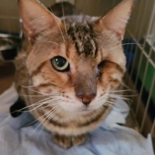 ベンガルの快晴くん