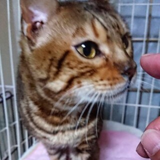 ベンガルのめぶきくん