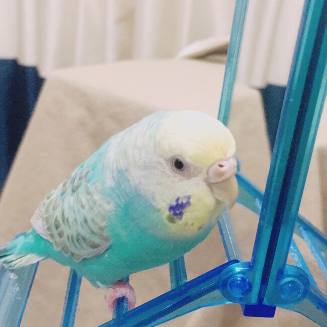 lemon❣️のカバー写真