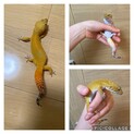 レオパ3匹の里親募集
