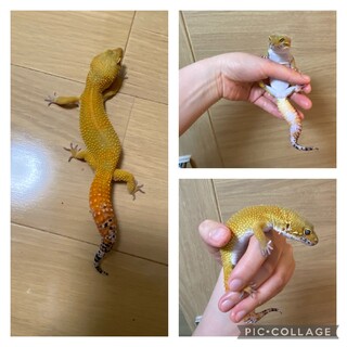 レオパ3匹の里親募集