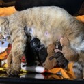 生まれたばかりの子猫、離乳後の里親募集中‼︎