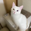 8/1生まれ　仲良し兄弟の里親様募集