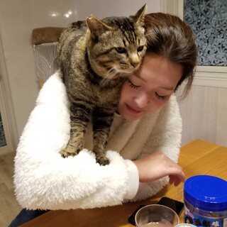 人慣ればっちり♡キジトラのキリ君♡