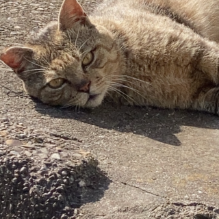 推定3さいくらい