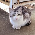 野良ちゃん、凄く綺麗な顔立ちの男の子です。
