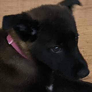 尻尾ふりふり女の子のずっとのお家を探しています