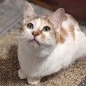 【とちひめ】おかげさまで里親様が決まりました。
