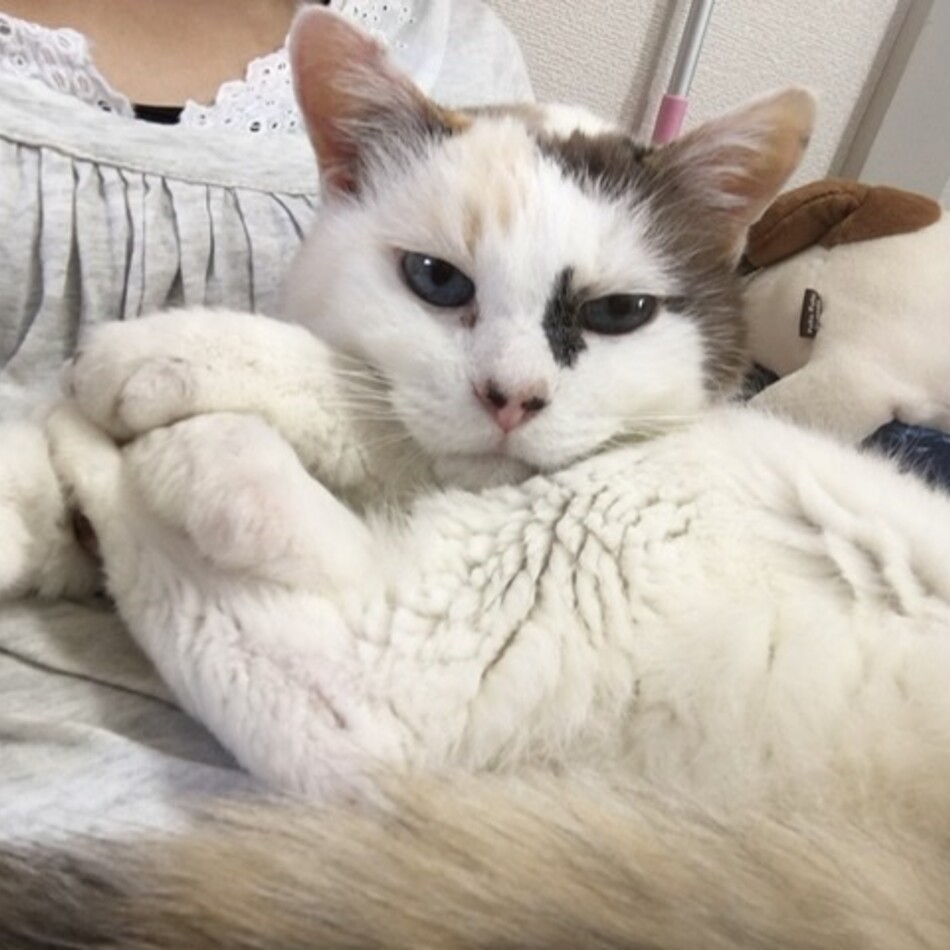 ミーコさんのカバー写真