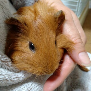 〘再募集 〙3月16日産まれ保護モルベビー