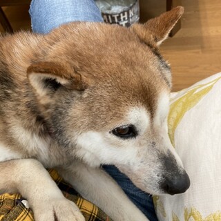 とても可愛いおじいさんワンコです♡どなたか家族に…