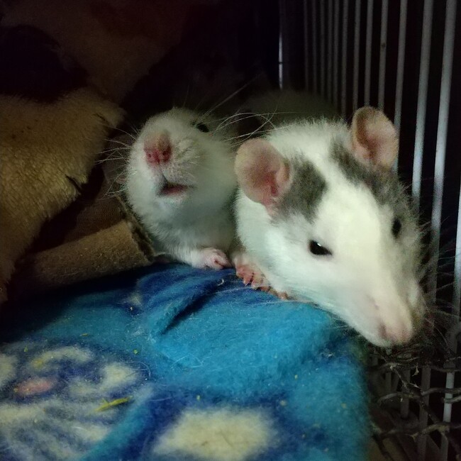 natsumi19のカバー写真