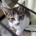 【とちあいか】おかげさまで里親様が決まりました。