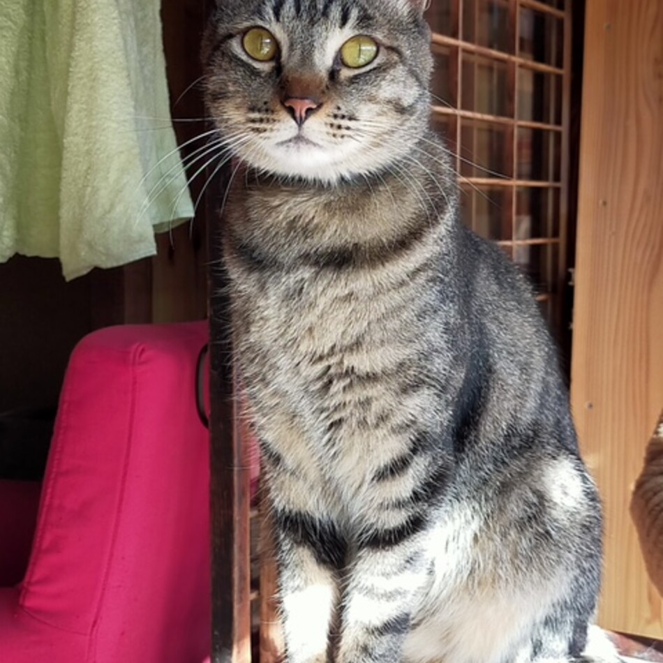 pashaのカバー写真