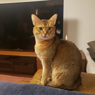 アビシニアン　3歳　オス