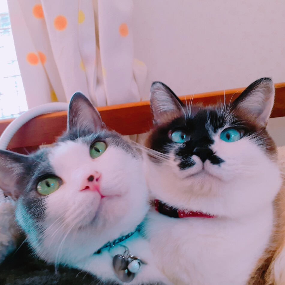 てんのカバー写真