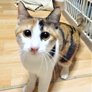 ビビリの三毛のりんごちゃん