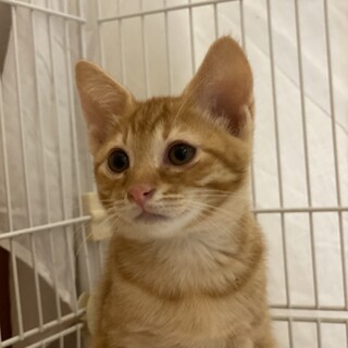 生後3ヶ月、茶トラの兄妹