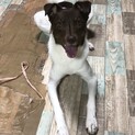 元野犬の女の子