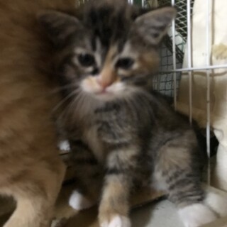 現在2ヶ月(推定) のトラ？