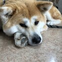 秋田犬