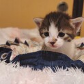 【トライアル決定】超かわいい！！タレ目な子猫ちゃん