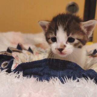 【トライアル決定】超かわいい！！タレ目な子猫ちゃん