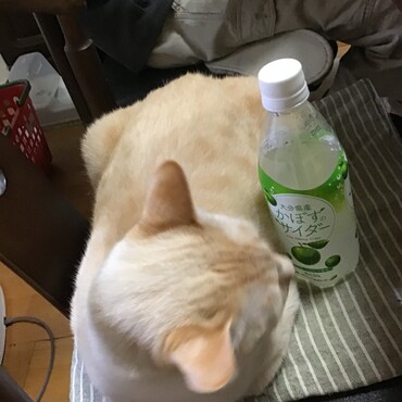 ペットボトルよりちょっと大きいよ。ヒロくん！
