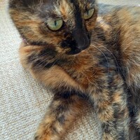 あずき