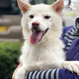 《里親サマ決定》白柴･:*+.ゆきちゃん