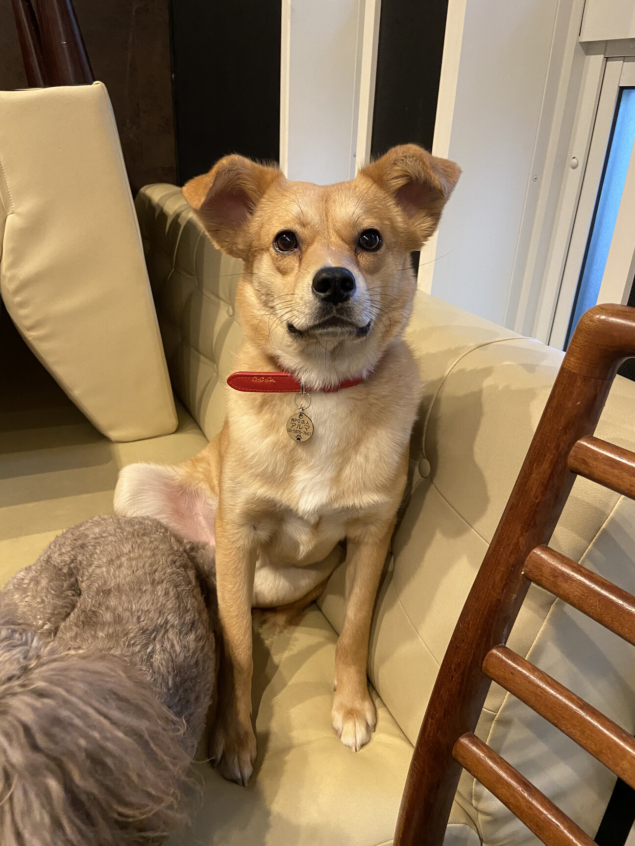 怖がりさんだけど甘えん坊 東京都 犬の里親募集 3581 ペットのおうち 月間利用者150万人