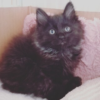 おっとり系の黒猫